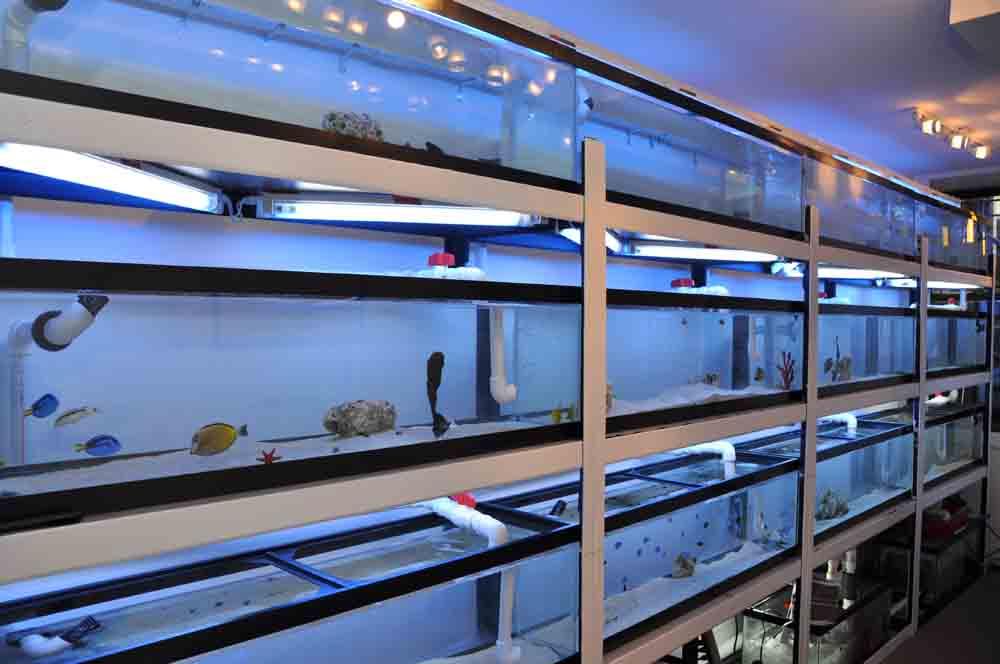 BE THE FIRST TO KNOW Aquarium Warehouse Australia have a large range of high quality marine fish, fresh water tropical fish and dry goods from around the world. Visit us now to view our great selection at Australia's best prices.